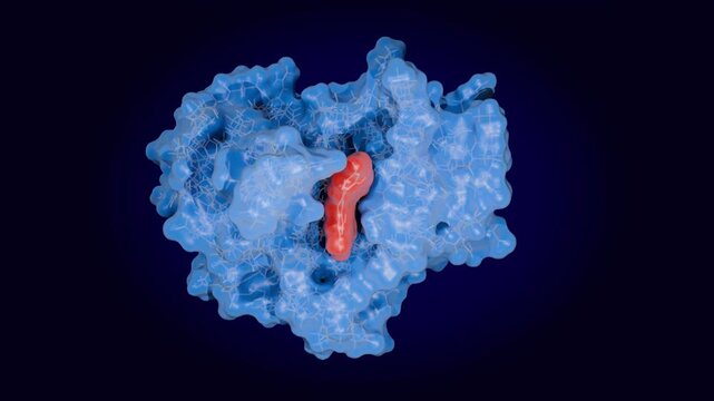 Haddock model of  the enzyme New Delhi Metallo-beta-Lactamase-1  (NDM-1,  blue) in complex with the flavonol inhibitor morin. 