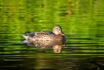 mallard duck on the surface of a pond in the morning light