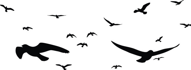 Flying birds silhouette in sky with various wing positions, black and white vector illustration for nature, motion, and wildlife themes