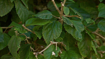 Vibrant green leaves of an unidentified plant thriving outdoors under the sunny skies of torrevieja, spain, showcasing the lush nature and warm climate of the region.