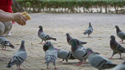 Fototapeta premium Pigeons gather around hands of person feeding crumbs outdoors on sunny day in a park, with a child in the background enhancing the tranquil scene of nature and human interaction.