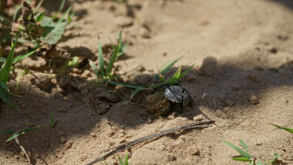 Beetle navigates sandy terrain under the bright sun surrounded by sparse grass and dry sand outdoors.