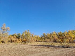 Obraz premium road in autumn forest