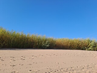 sand dunes on the beach