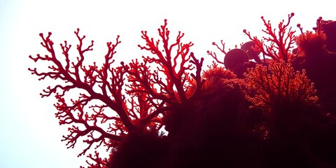 Intricate silhouettes of diverse coral species against a bright background,   biology,   clipping path