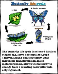 Reading comprehension, basic knowledge about the life cycle of butterfly , articles and color illustrations for elementary school children, size 8.5x11 inches.