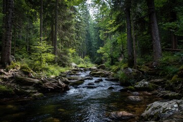 A river flows through a dense forest Rocks and trees line its bank