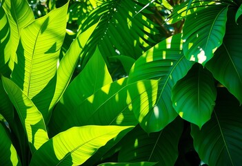 Lush green tropical leaves, vibrant texture, sunlight dappled,   beauty,  green