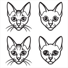 An Elegant Slender Balinese Cat, a Siamese Type Longhair Breed with Striking Color Point Markings, a Plumy Tail, and a Vocalize Temperament