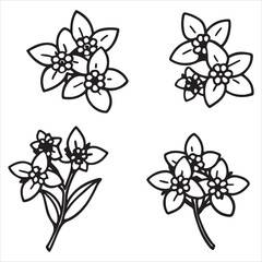 An Elegant Bride Wreath Spiraea Shrub, an Arching Shrub Ornamental Cascading with White Flowers in Springtime, Symbolic of Purity and Floral Abundance