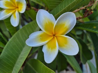 Close-up of tropical flower (white and yellow)