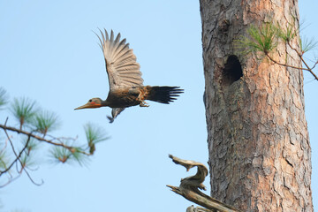 Great Slaty Woodpecker (Mulleripicus pulverulentus) bird Fly out of the tree hole. Bird watching in natural habitats in the forest.