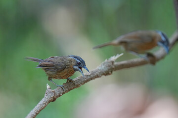 Naklejka premium Grey-throated Babbler (Stachyris nigriceps ) bird perching on the branch. Bird watching in natural habitats in the forest.