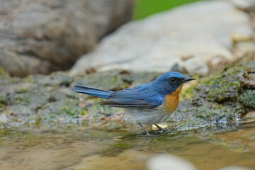 Indochinese Blue Flycatcher  (Cyornis tickelliae) bird in pond. Bird watching in natural habitats in the forest.