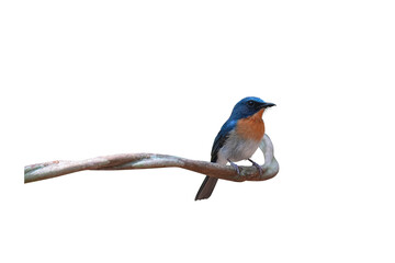 Indochinese Blue Flycatcher  (Cyornis tickelliae) bird isolated on white background. This has clipping path.