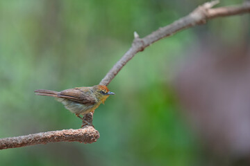 Pin-striped Tit Babbler  (Macronus gularis)bird perching on the branch. Bird watching in natural habitats in the forest.
