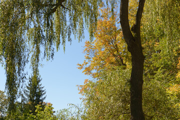 opening in the woods to a blue sky