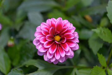 close-up of a light pink tipped and magenta mini dahlia on a defocused foliage background