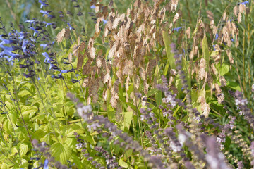 floral and seed textures