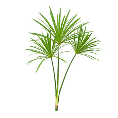 Fototapeta premium Green triangular papyrus cyperus papyrus plant stem isolated on transparent or white background. PNG