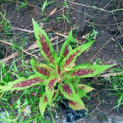 green leaves in the garden