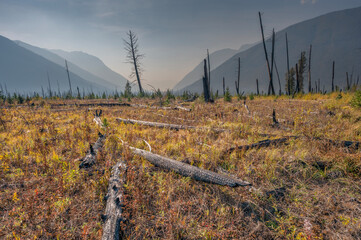 Obraz premium Forest fire smoke and tree snags on a ridge in Kootenay National Park, British Columbia, Canada
