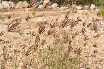 Obraz premium A field of tall, dry grass with a rocky ground. The scene is desolate and uninviting, with no signs of life or vegetation