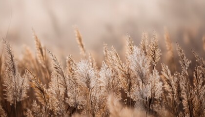 Smoke Fog Soft Focus Dry Wild Grass Natural Beige Brown Natural Blur Background