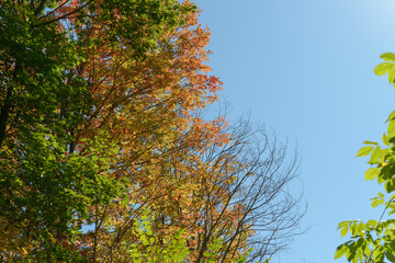 Fototapeta premium autumn trees on a blue sky