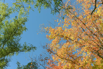blue sky and trees in autumn