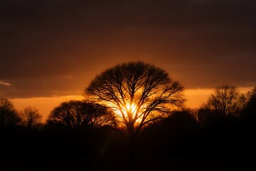 sunset and tree