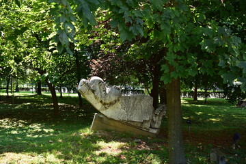 white duck in the park
