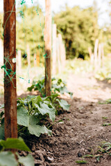 Cucumber vine growing on a garden net in open air under the sun, copy space.