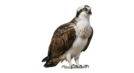 Isolated Osprey (Pandion haliaetus) looking right, full body, bird of prey, raptor portrait