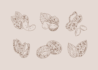 Nuts set almond, cashew, hazelnut, peanut, pistachio, walnut drawing in graphic floral style on brown background