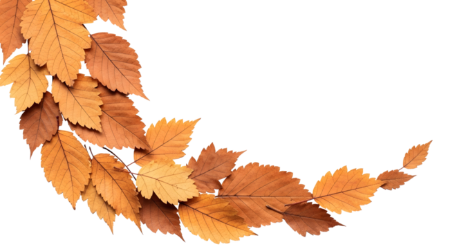 Autumn leaves elegantly cascading, perfect for seasonal promotions, Thanksgiving greetings, and warm, inviting designs with natural beauty and cozy vibes