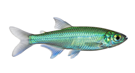 Isolated Diamond Head Tetra, a popular freshwater aquarium fish, in side profile