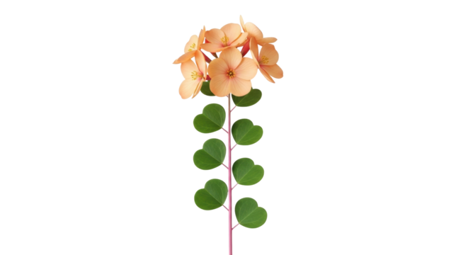 Isolated peach flowers blooming, heart shaped leaves growing from a pink stem on display