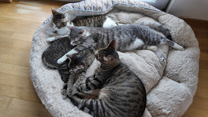 Four cats cozily lying together and sleeping on a large bed, captured in a top-down view. 