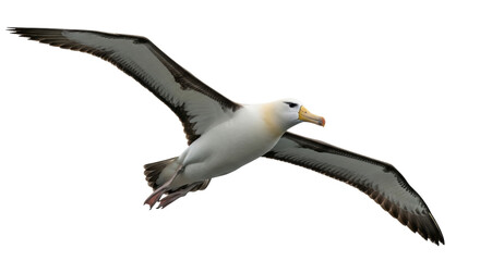 Isolated Albatross in flight, close-up of an elegant sea bird gliding, majestic wildlife shot © Claudia