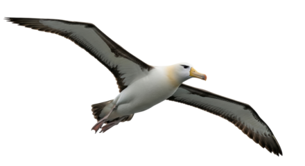 Isolated Albatross in flight, close-up of an elegant sea bird gliding, majestic wildlife shot