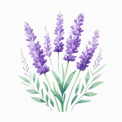 Naklejka premium A watercolor illustration of lavender flowers with thin stems and purple blossoms isolated on a clean white background.