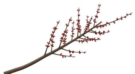 Isolated twig with small red buds, springtime season, nature flowering branch, tree sprig