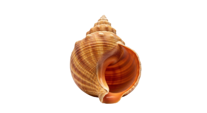 Isolated Conch Shell Beauty Nature Treasure. Seashell Design Detail. Mollusk Marine Texture