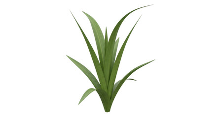 Isolated iris plant, floral foliage. Perfect for garden design, botanical illustration