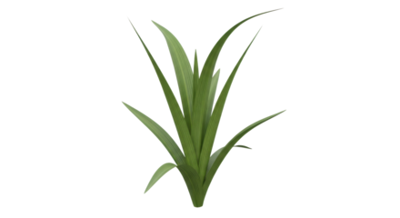 Isolated iris plant, floral foliage. Perfect for garden design, botanical illustration
