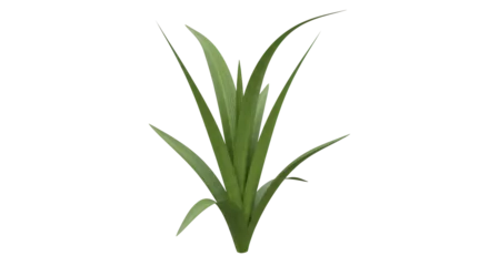 Fotobehang Iris Isolated iris plant, floral foliage. Perfect for garden design, botanical illustration  © Fernando