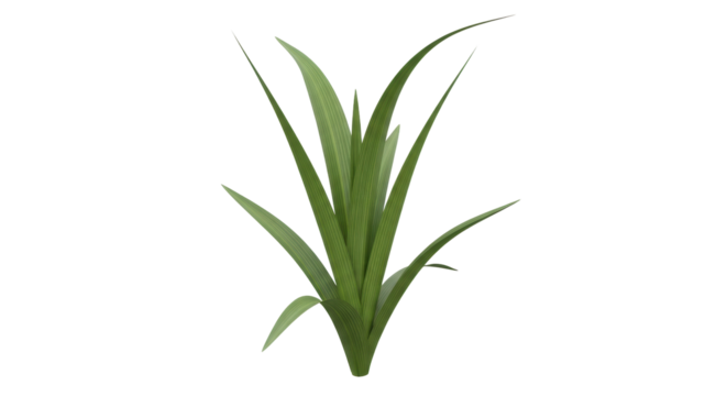 Isolated iris plant, floral foliage. Perfect for garden design, botanical illustration