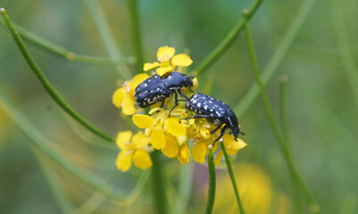 black beetle on a yellow flower