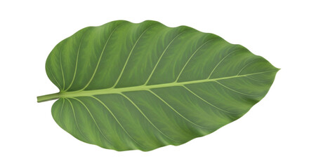 Obraz premium Isolated tropical leaf, decorative green element, jungle plant, leaf pattern, exotic foliage